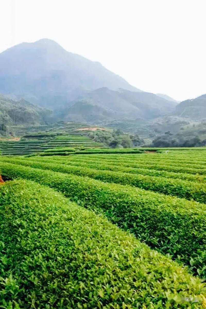 正山小种茶叶价格为何波动？从历史数据看趋势